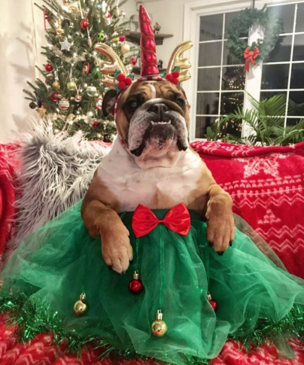 Best Christmas Dog Toys Treats and Costumes of 2021!